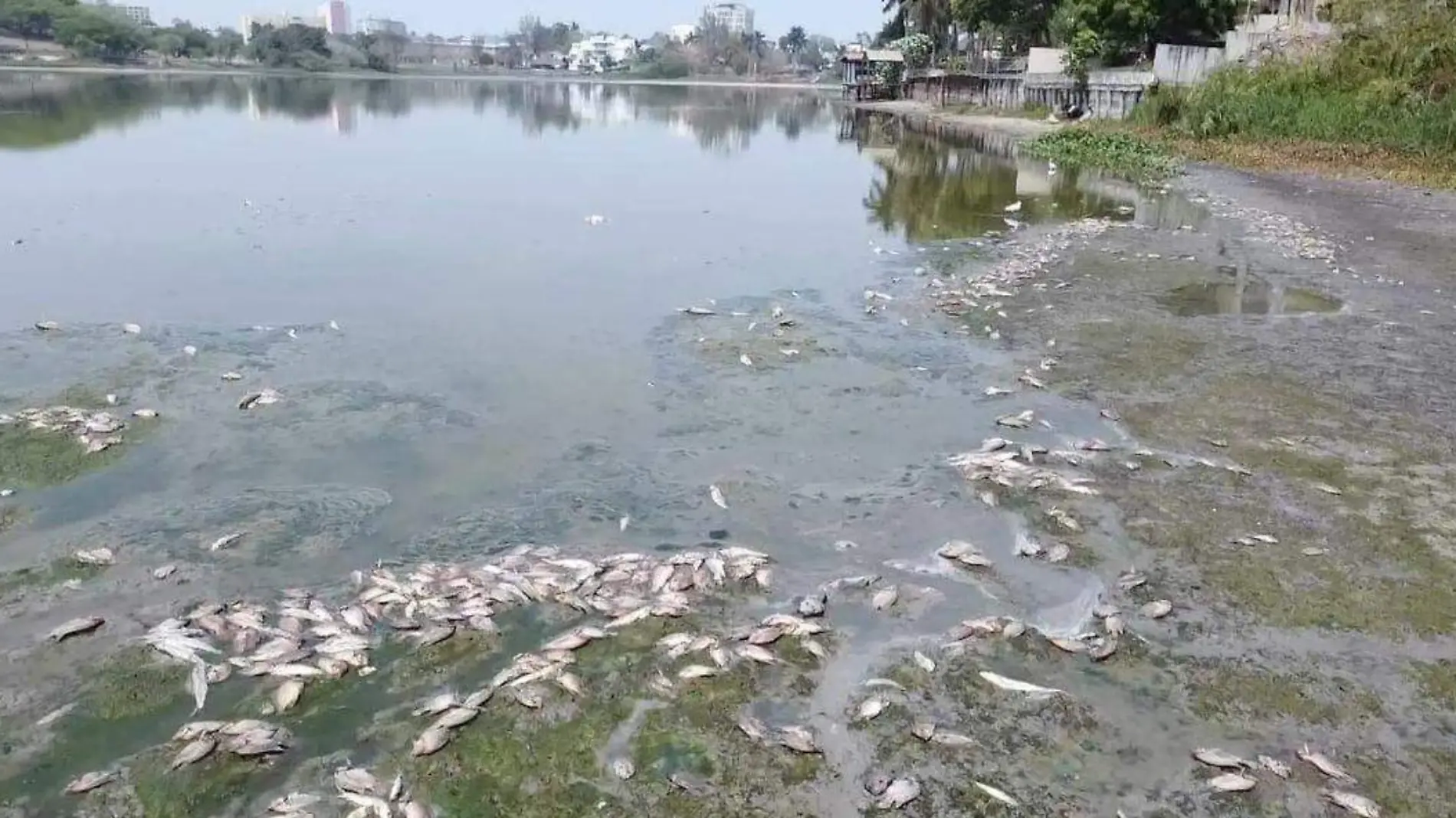 Durante junio de 2024 se registro un alza en la mortandad de la fauna del sur de Tamaulipas